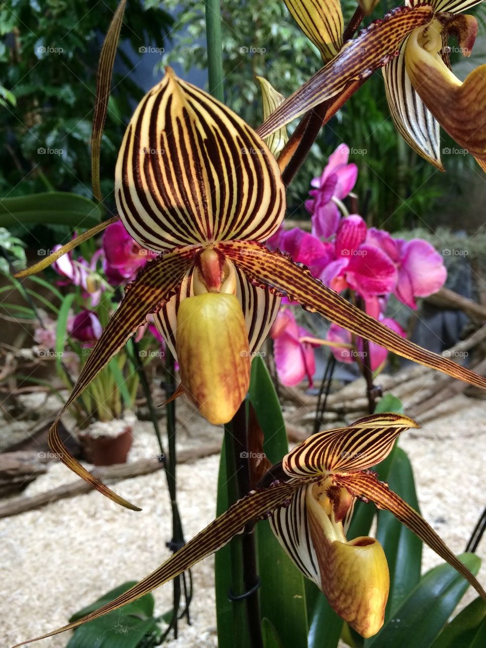 Paphiopedilum Lady Rothschild