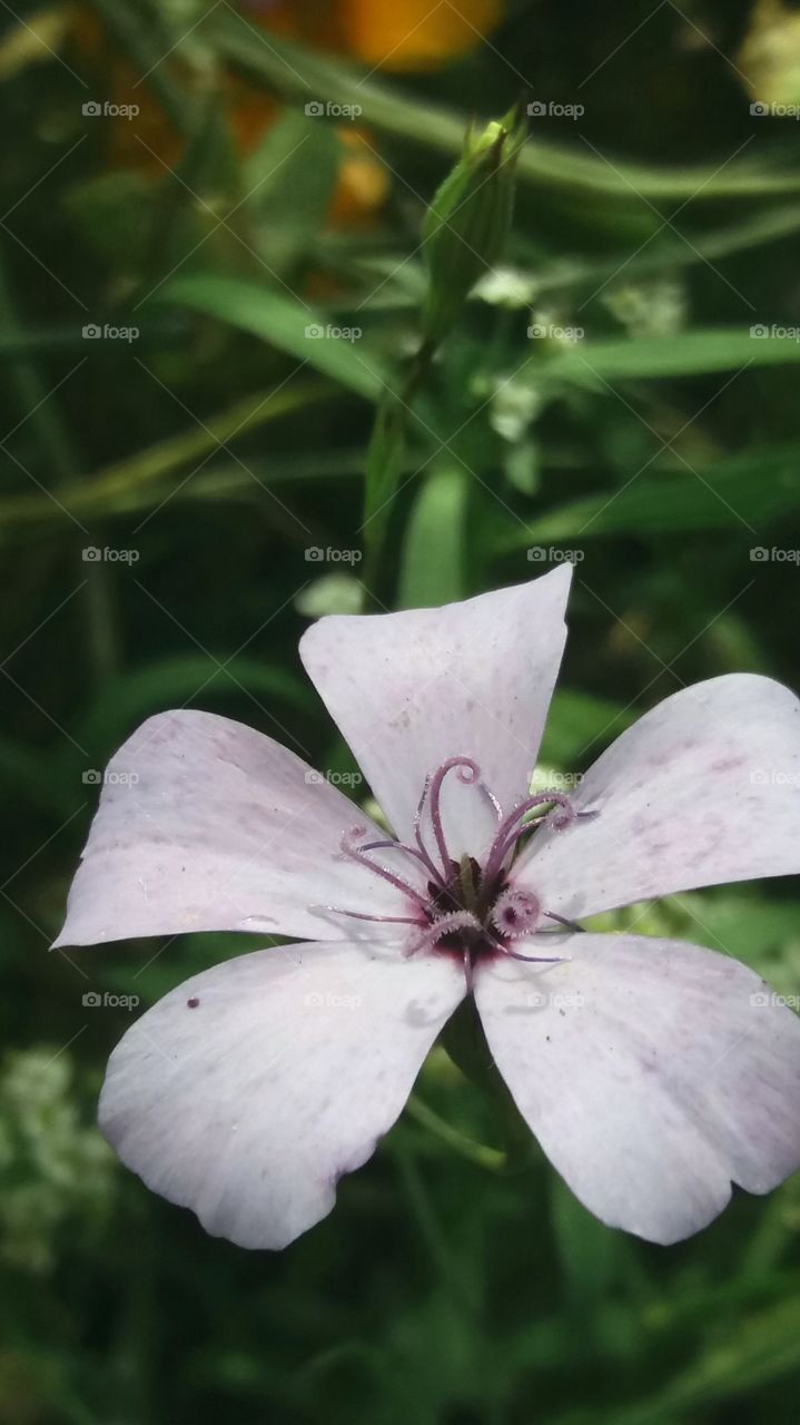 white wild flower close-up