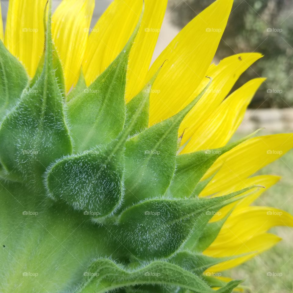 reverse sunflower