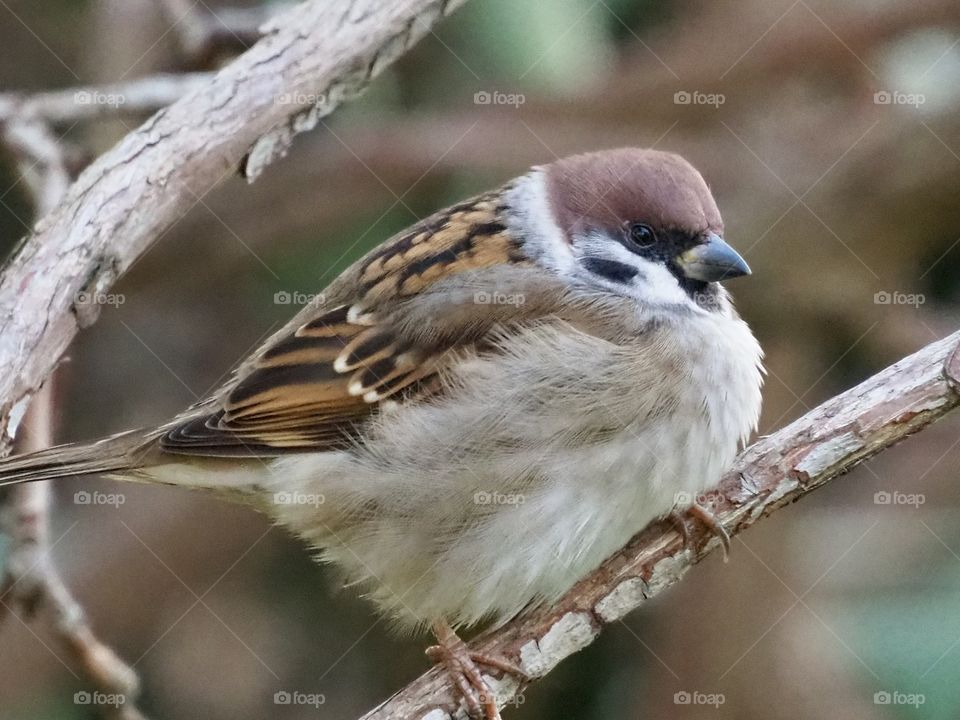 Sparrow