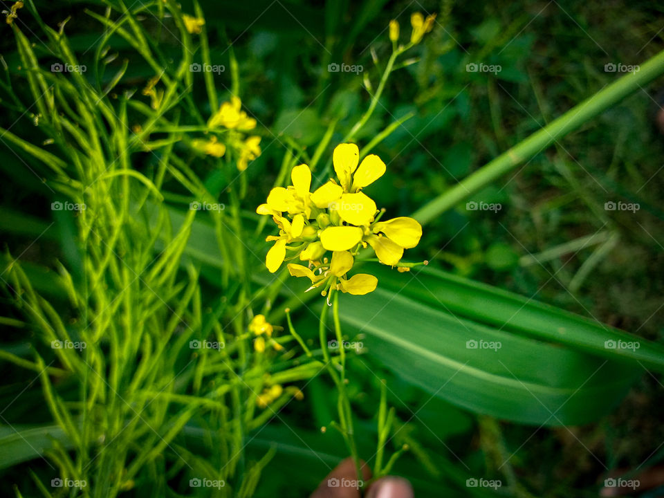 beautiful yellow small flower