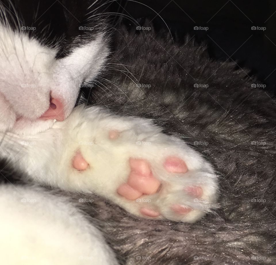 Sleeping kitten, pink toe beans, paws, nose, whiskers, sleeping beauty, furry cushion.