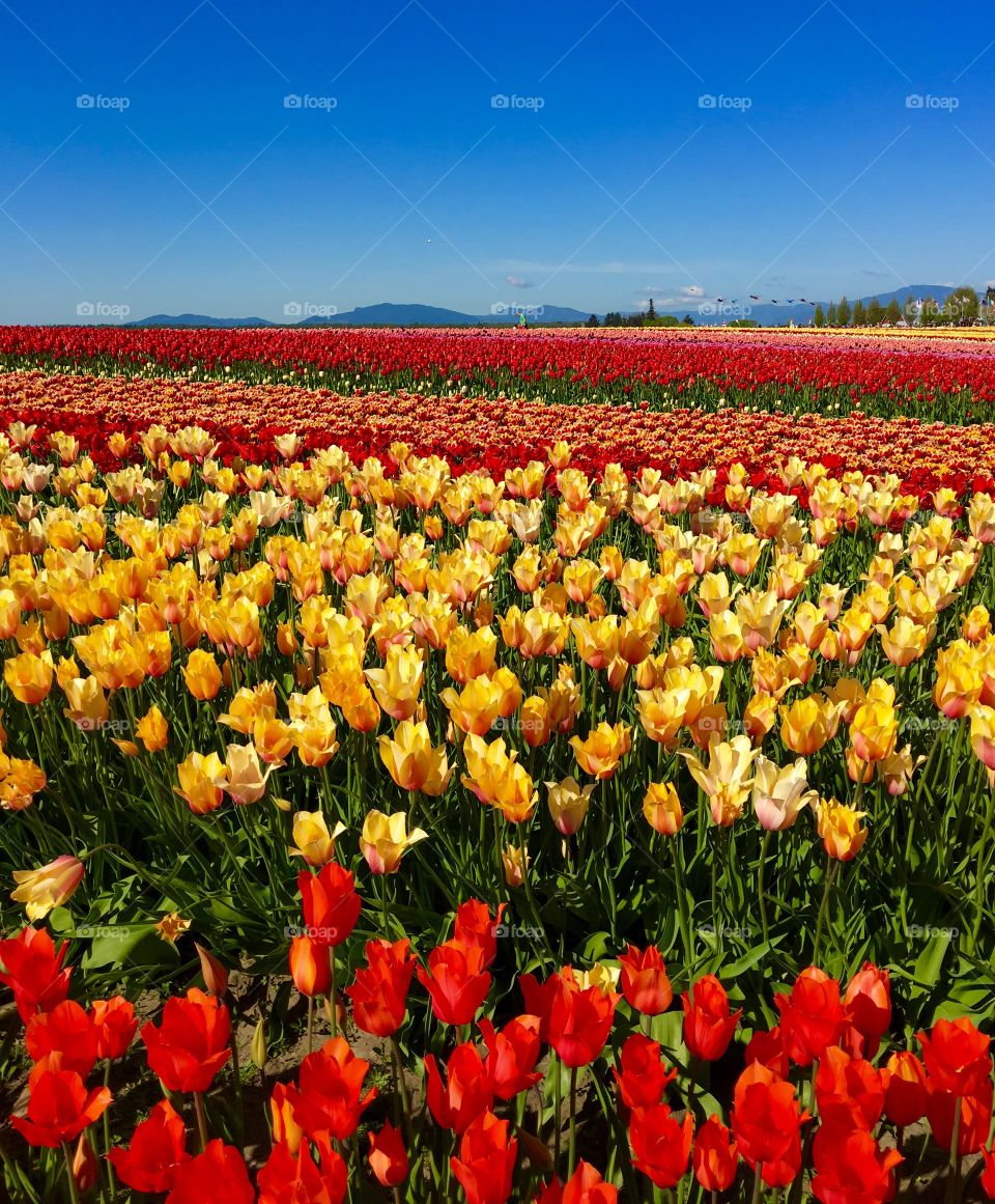 Colorfull Rows of tulips