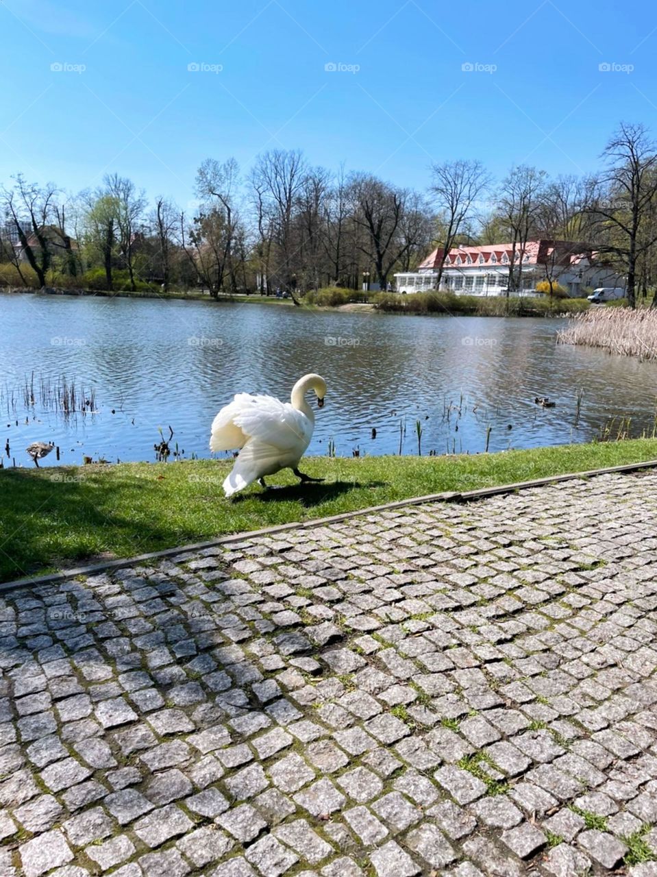 Swan by the lake