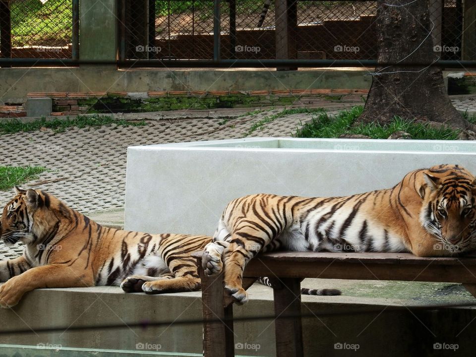 Two tiger