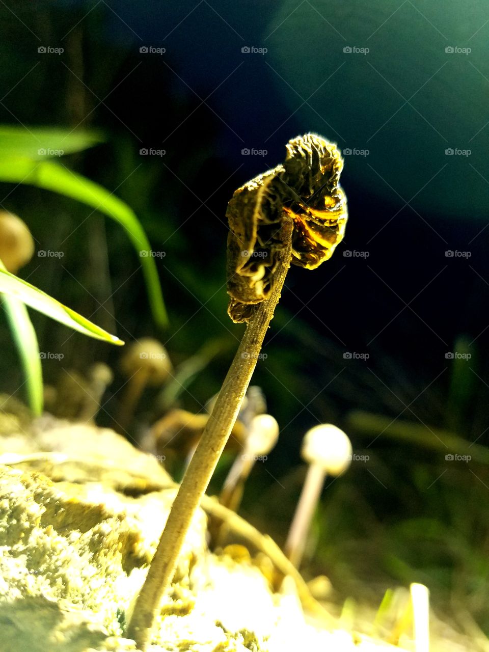 wild wilting shroom