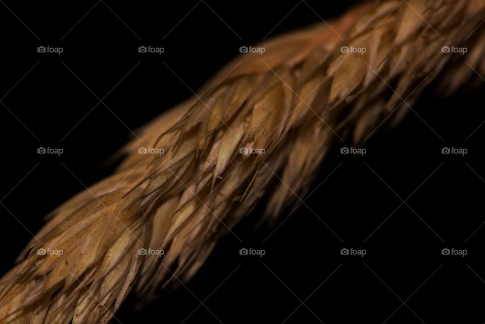 Macro shot over a plant.