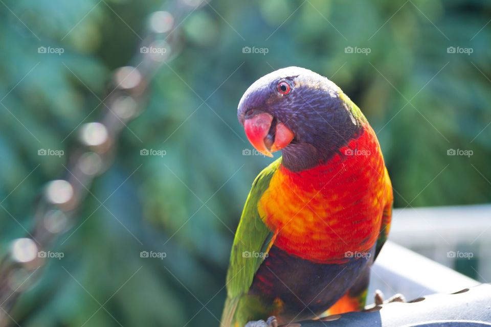 parrot