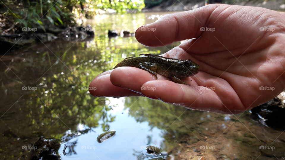 Tadpole Becoming a Frog