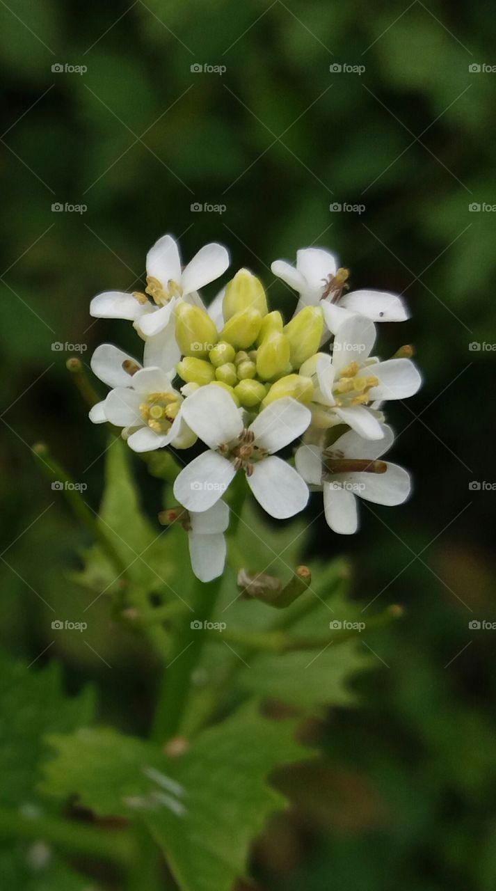 white wild flower close-up