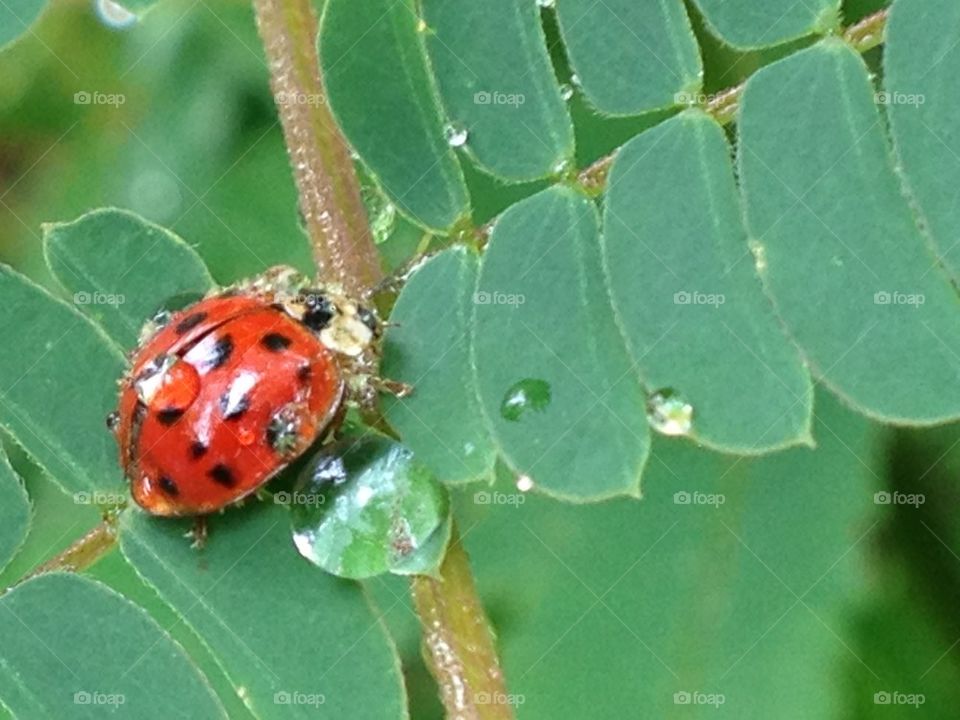 Ladybug dewdrops