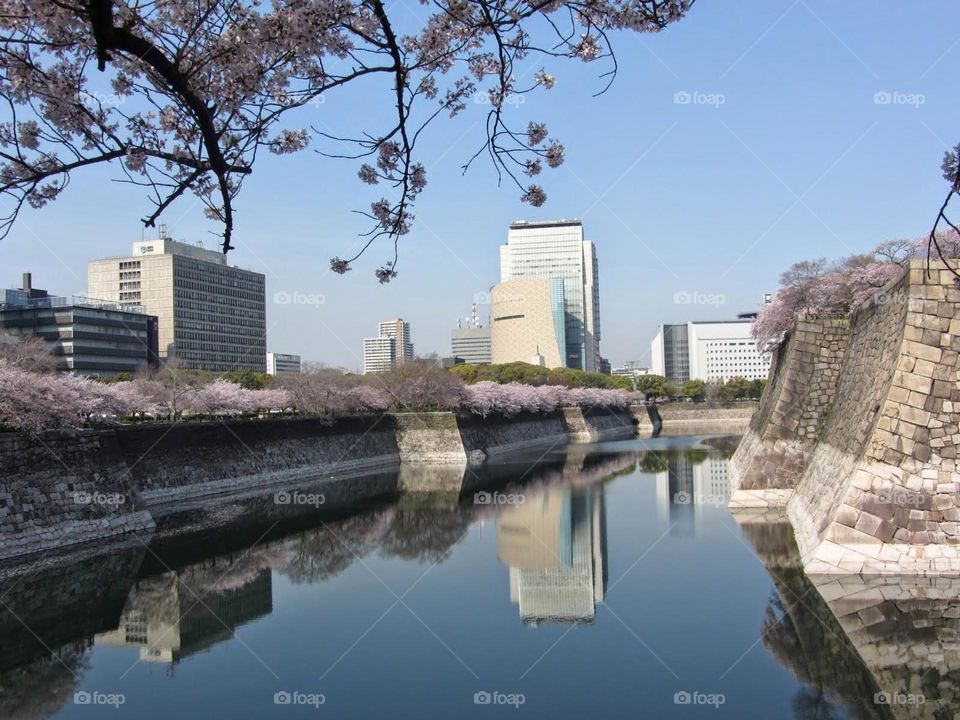 Cherry blossom with city view 