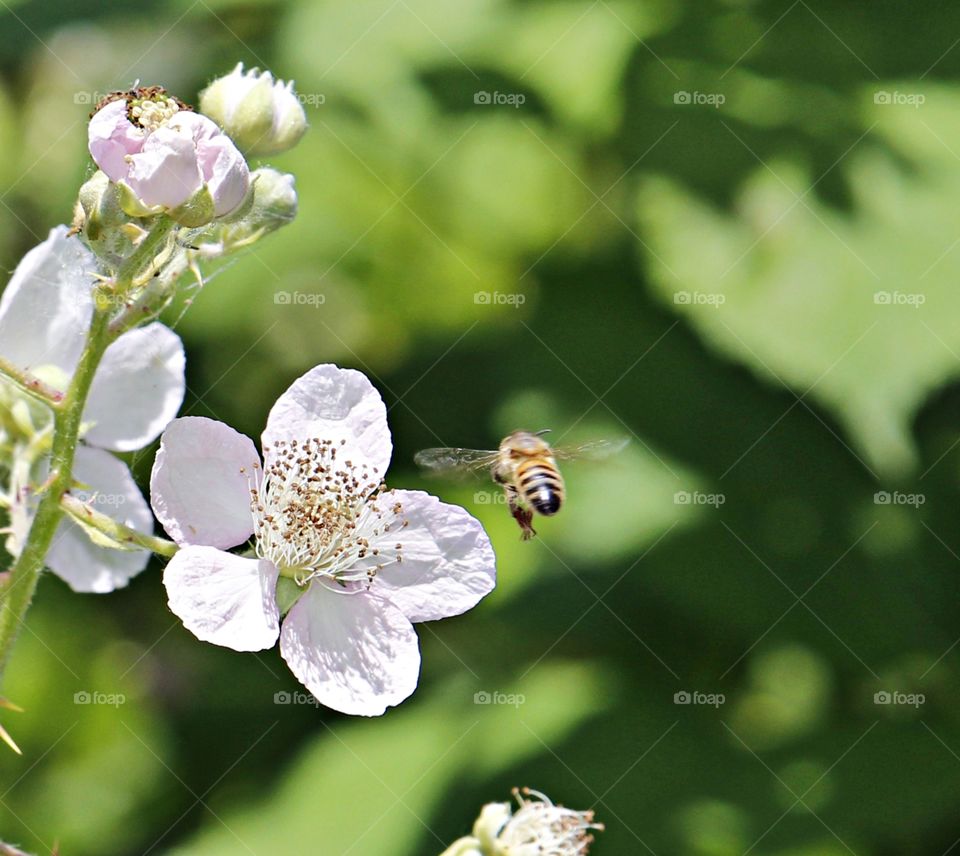 springtime ritual, be flying towards a flower to pollinate.