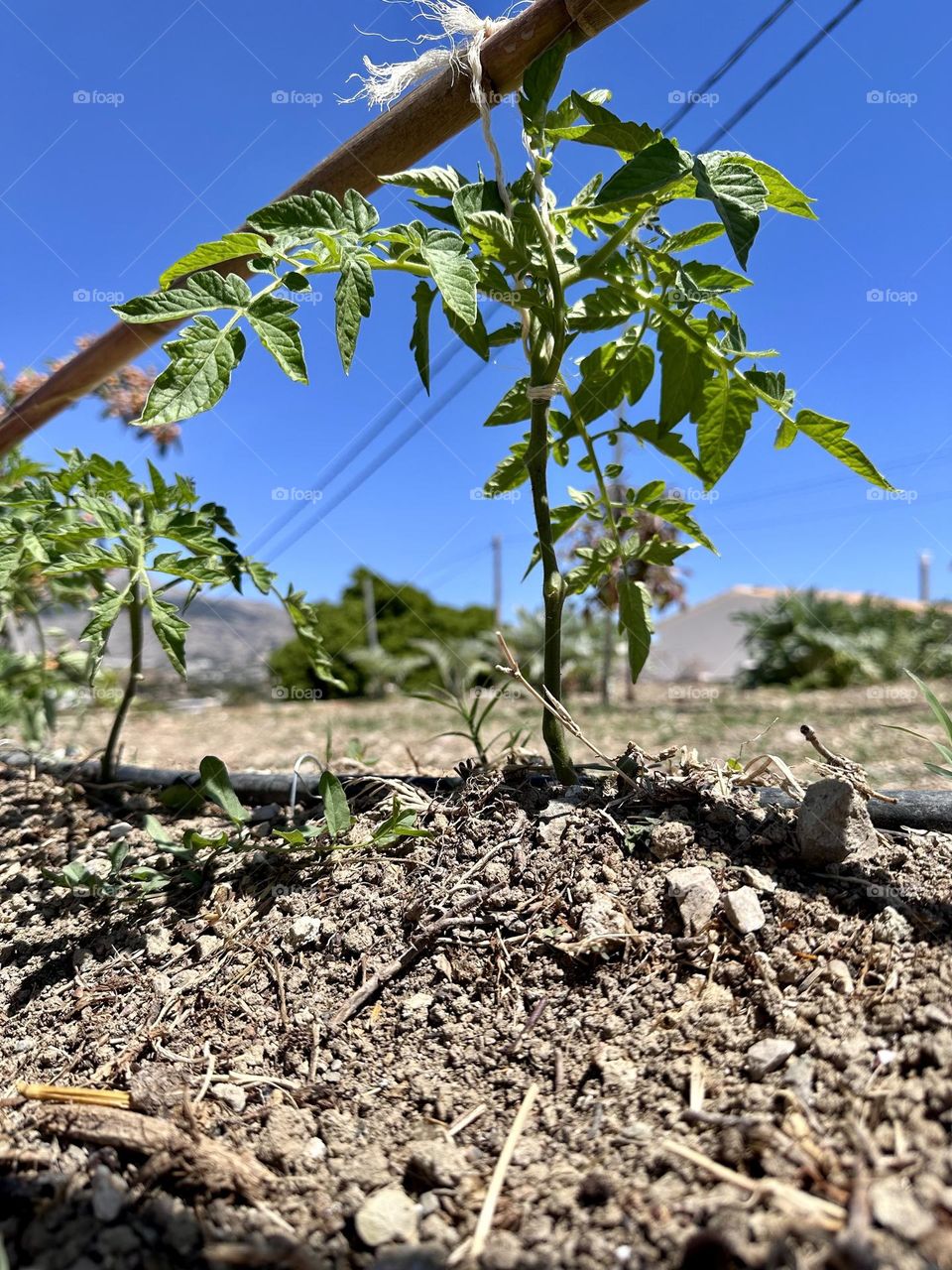 Plant#nature#earth#growth