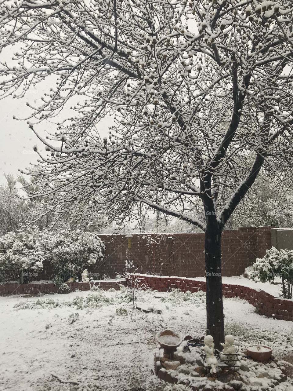 Tucson Arizona 2019 snow day
