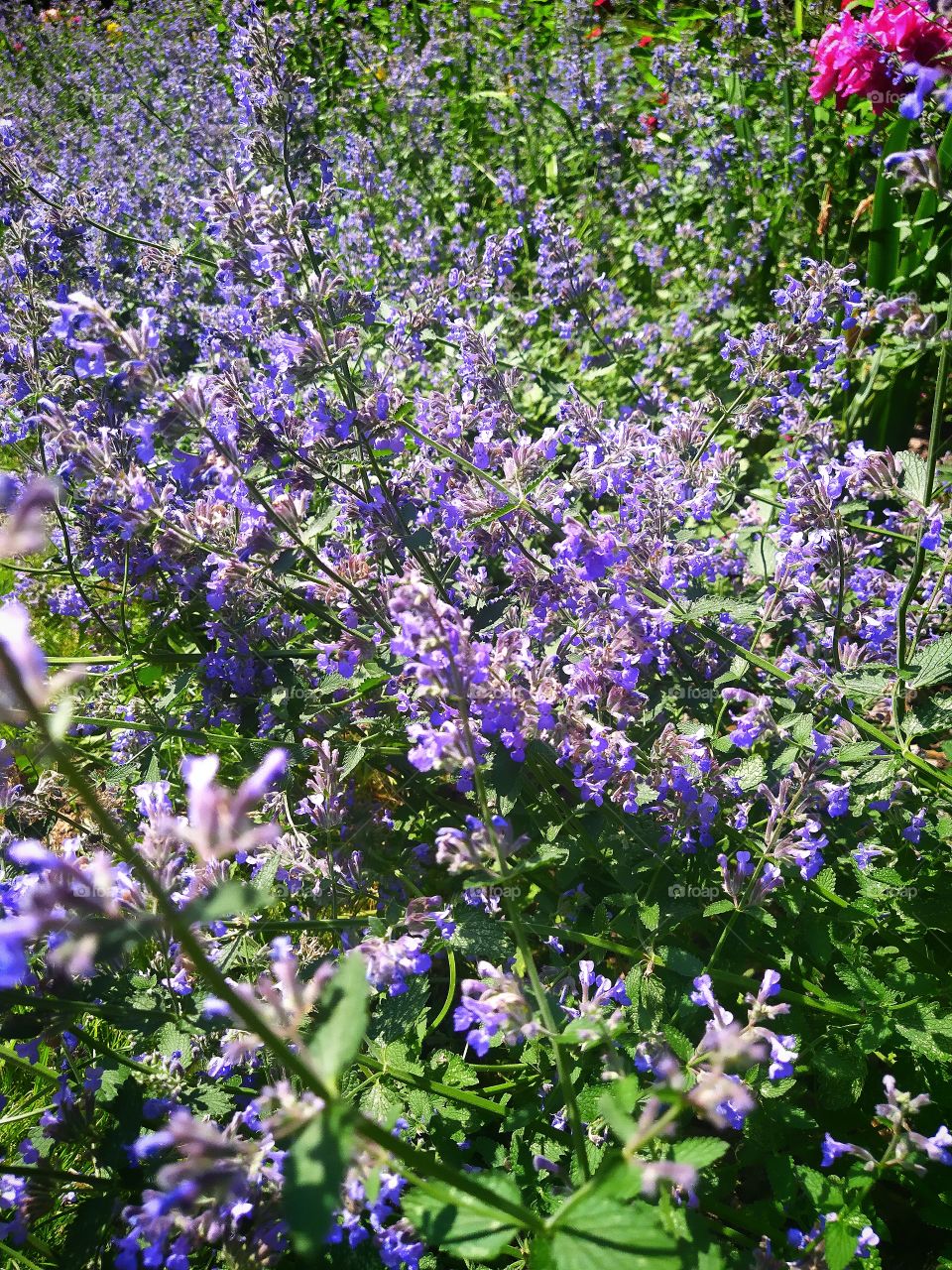Purple flowers Fassen's Catnip (Nepeta faassenii `Six Hills Giant`)
