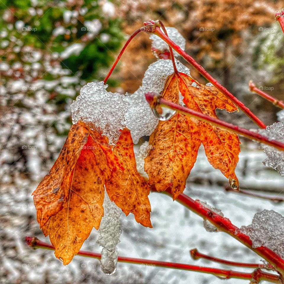 Autumn leafs after first snow fall