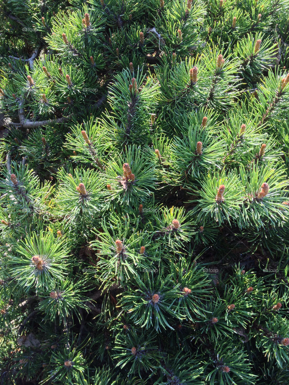 Pine Needles