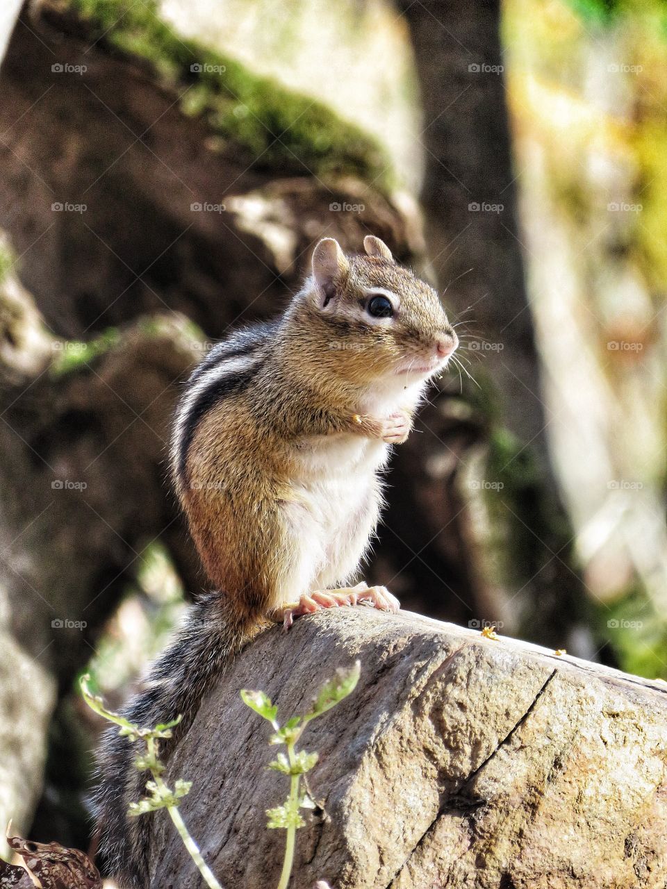 Chipmunk Mont St-Hilaire Québec