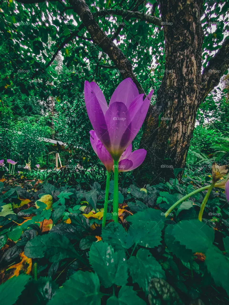 Purple fall flower
