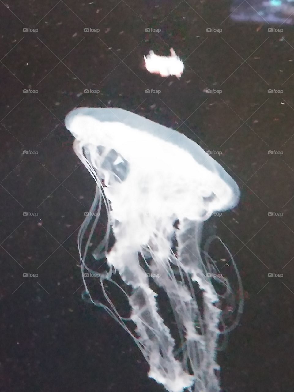 Atlantic Jellyfish