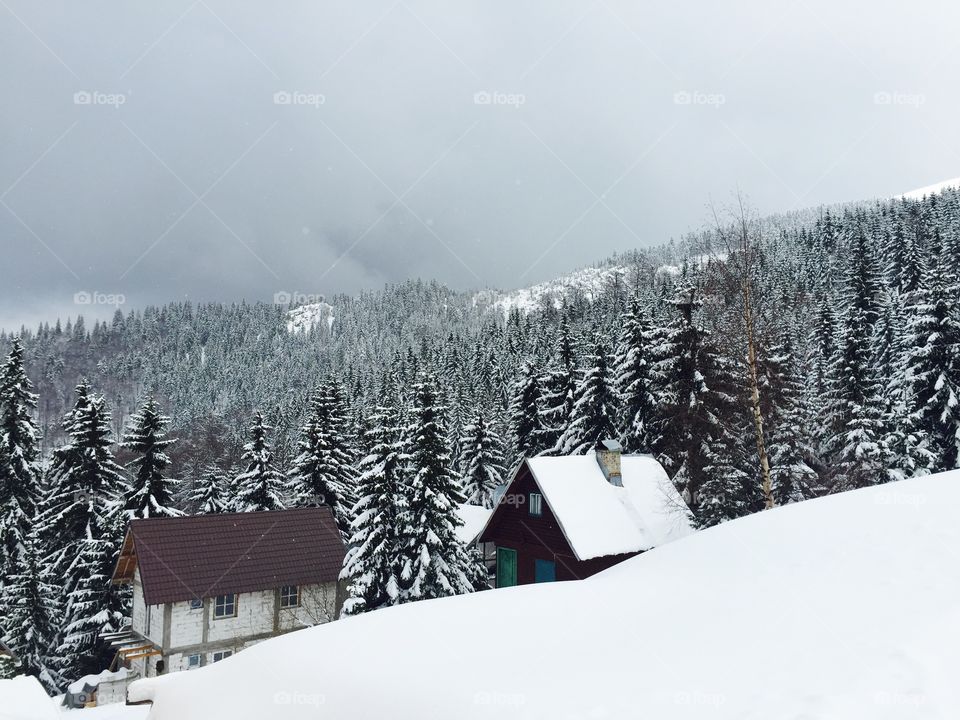 Snowy forest