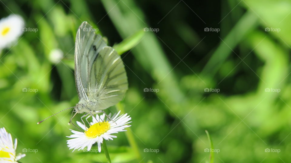 white butterfly on daisy