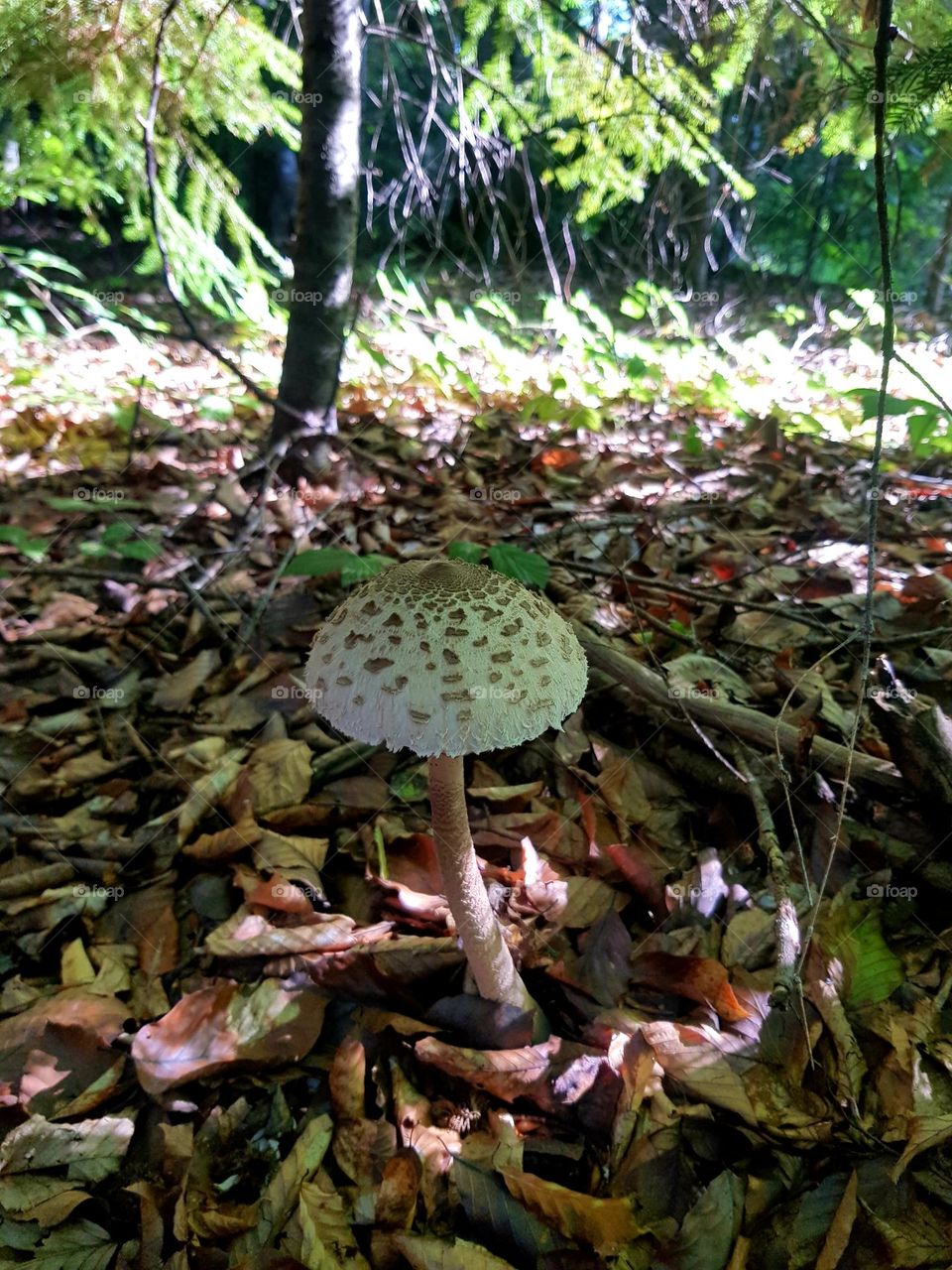 Mushroom Umbrella in the forest