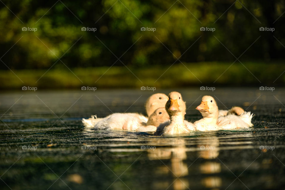 High angle view of duck in water