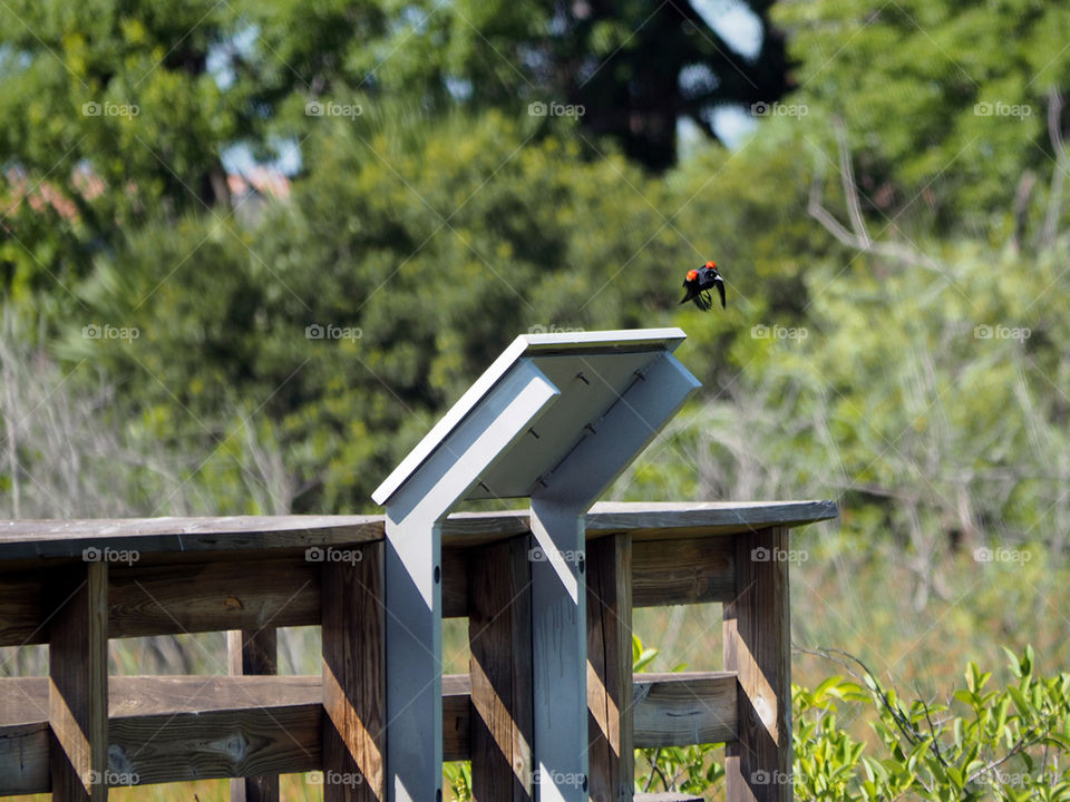 In Flight. Red-winged blackbird with brilliant red shoulder patches showing