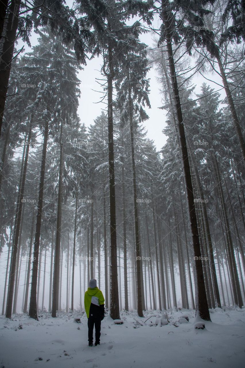 Misty Fir Tree Forest in Winter
