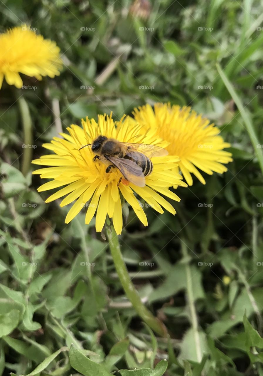 Bees buzzing. 