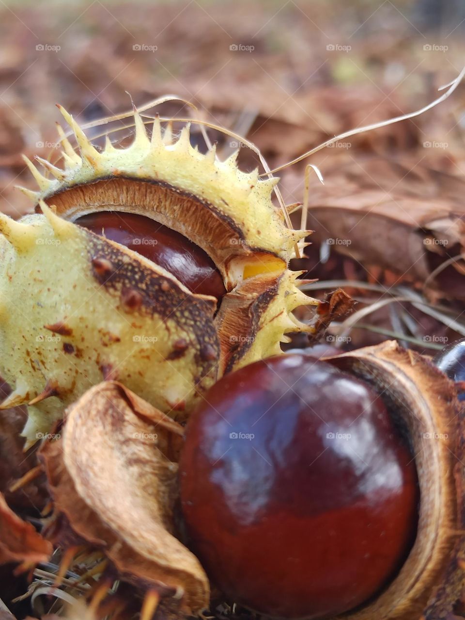 chestnuts, autumn still life, autumn time, fruits of nature, nature, autumn, autumn day
