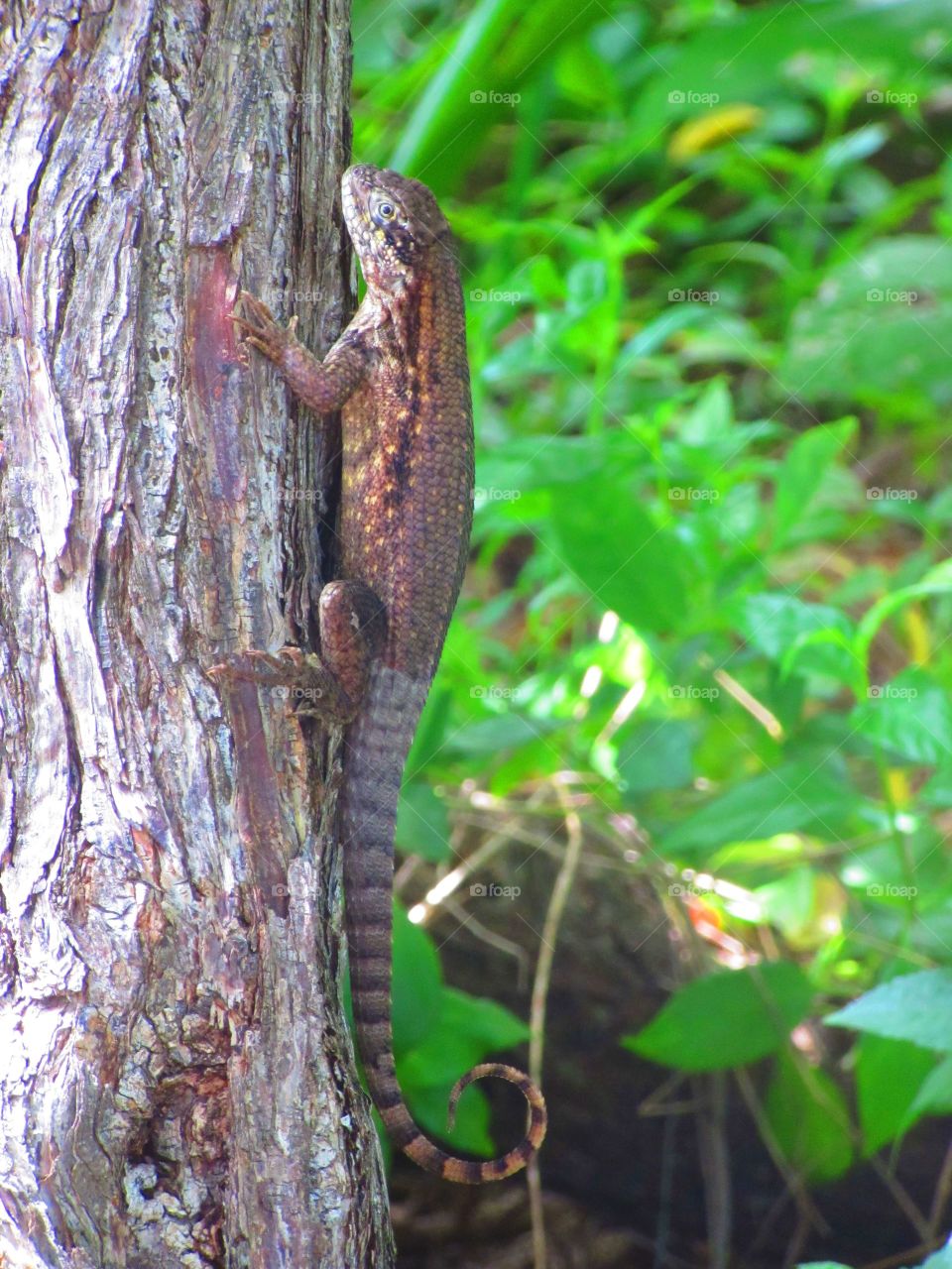 Tree lizard