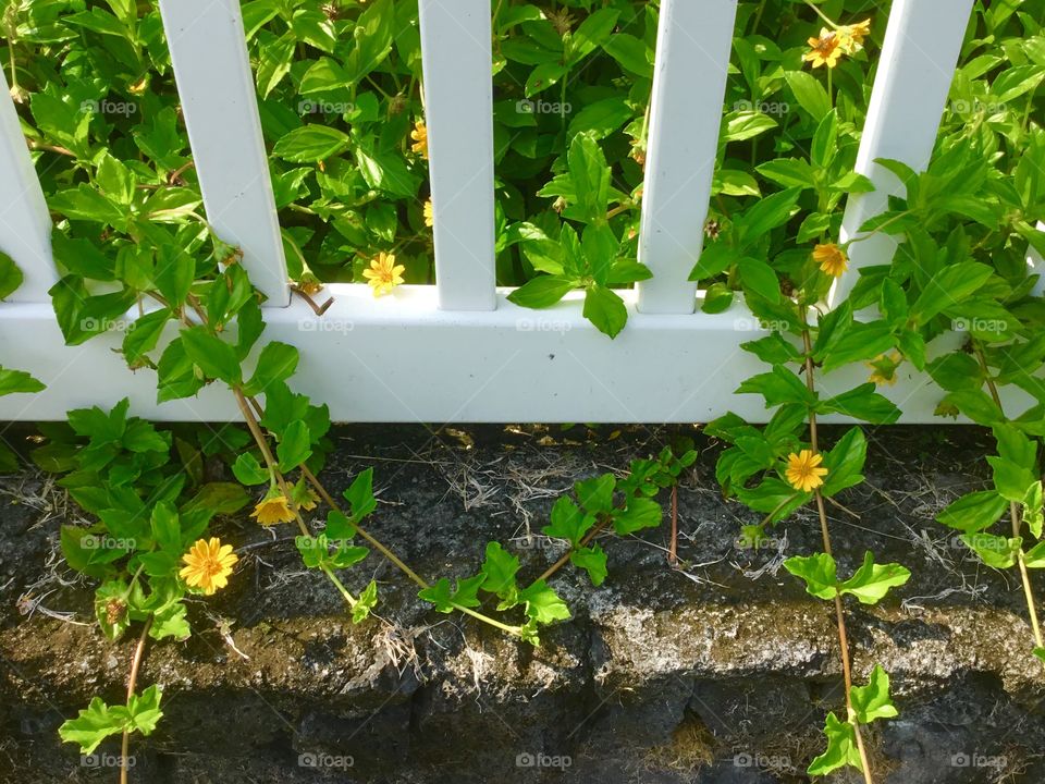 Fence and flowers