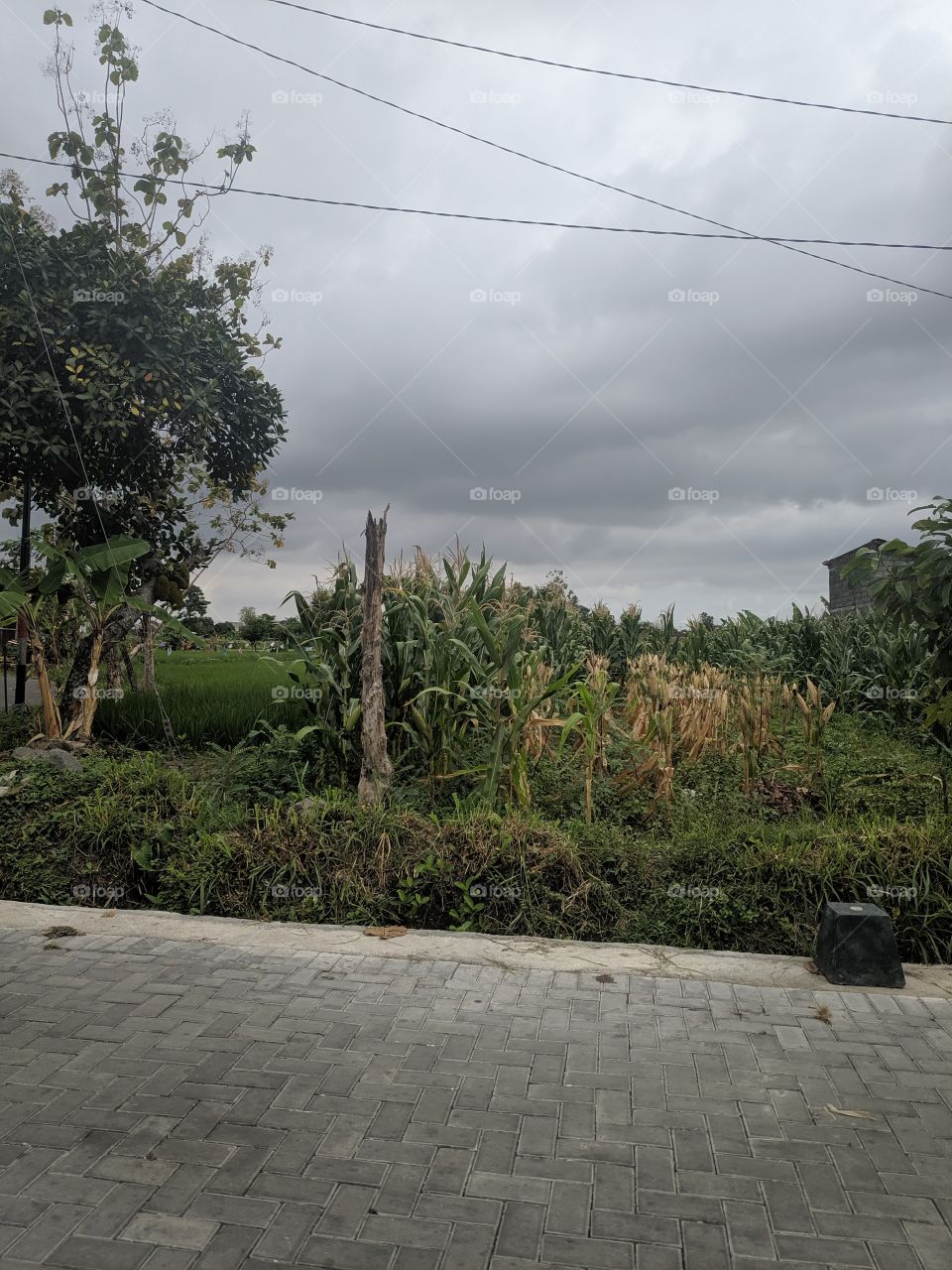 the yard in the village