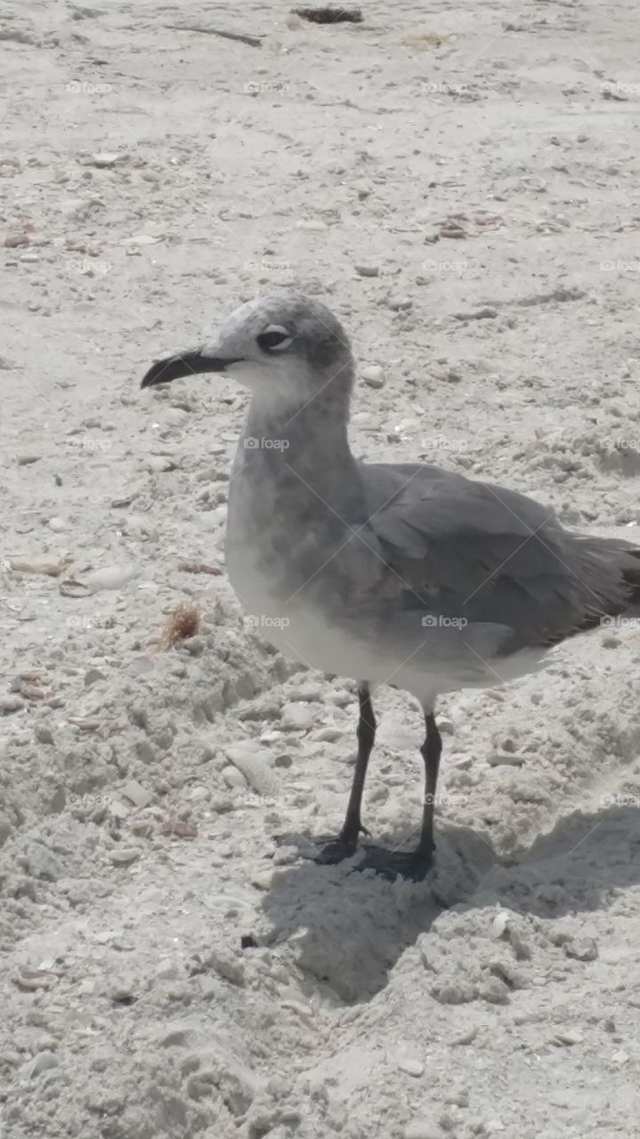 Seagull on the beach in Florida