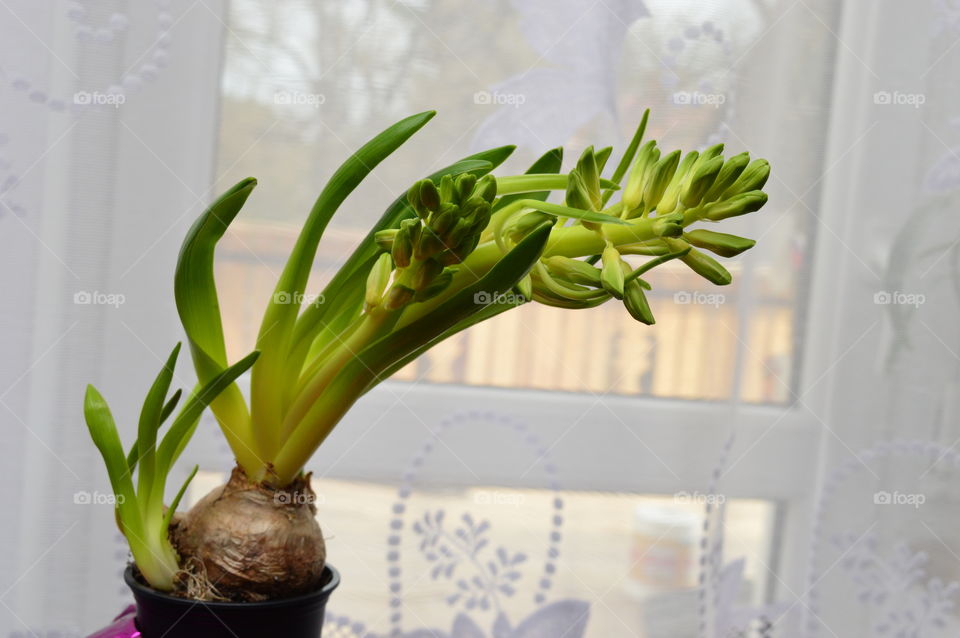 HOUSE PLANTS IN POTS