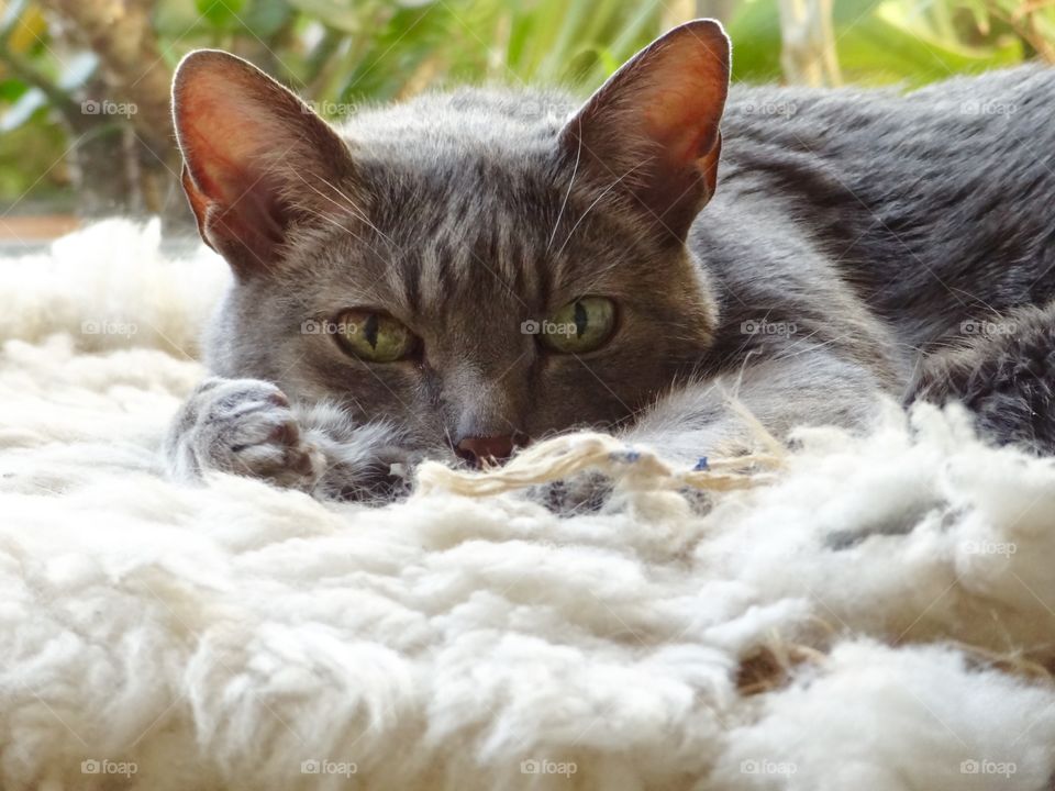 Fluffy cat looking at camera