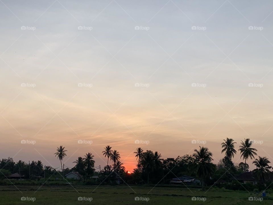 Sunrise in paddy field