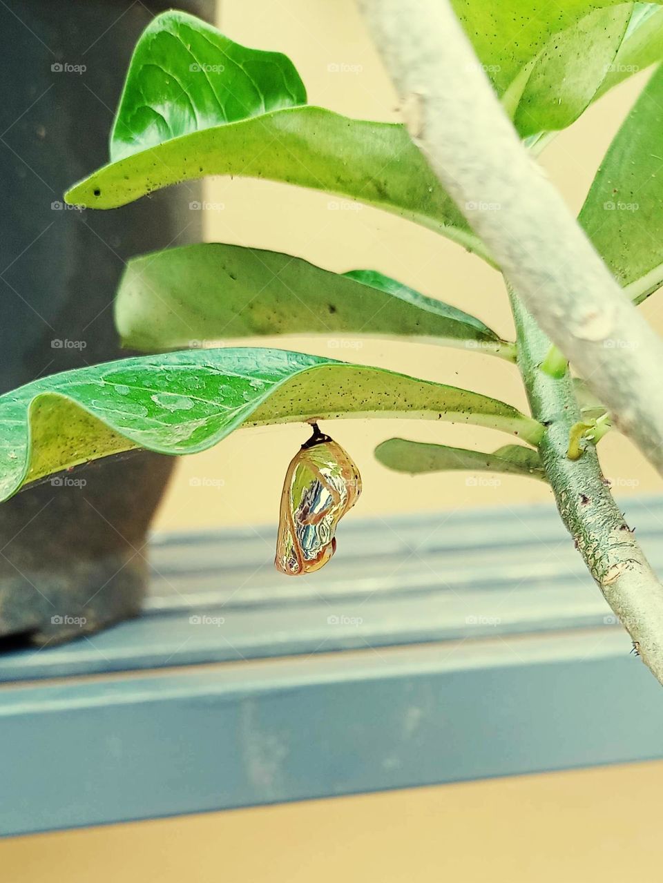 God bless those who buy this and help