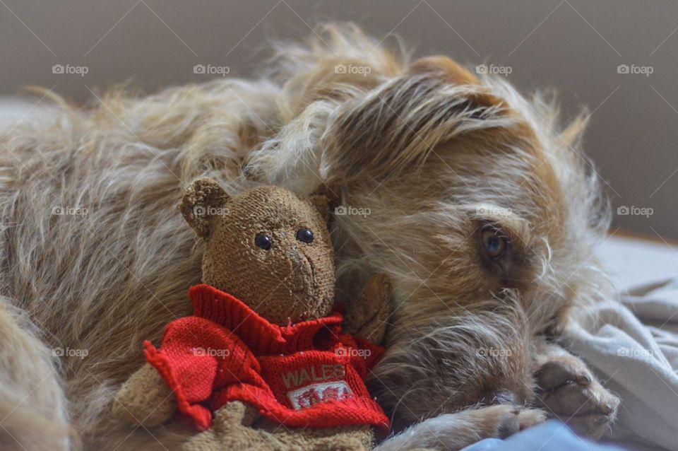 Welsh Teddy and Dog