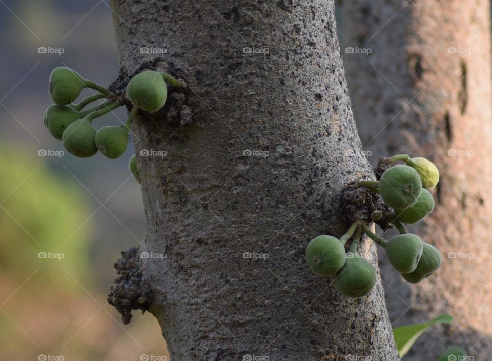 The fig is the edible fruit of Ficus carica, a species of small tree in the flowering plant family Moraceae.