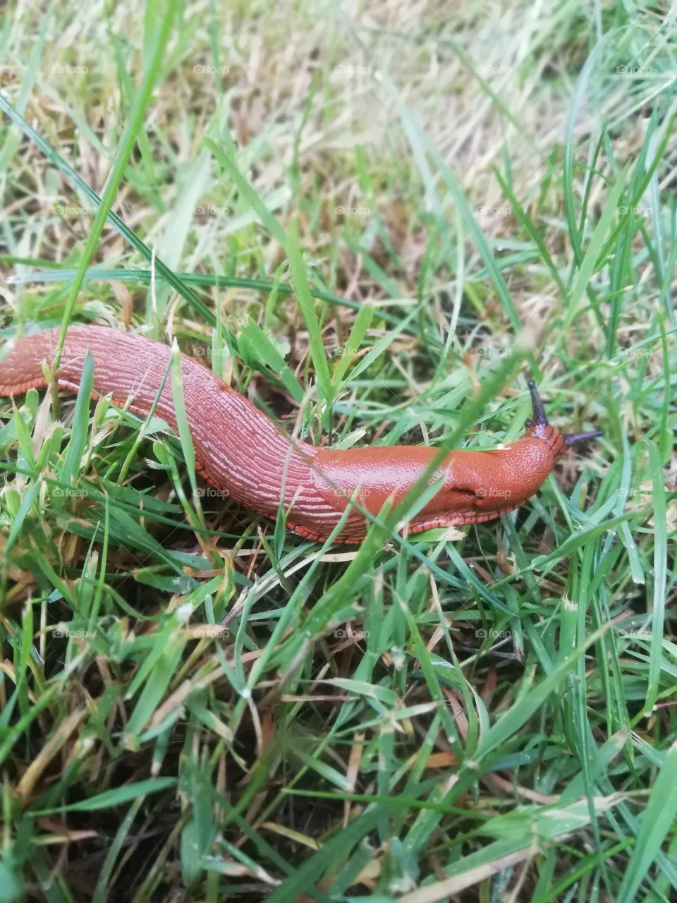 Schnecke