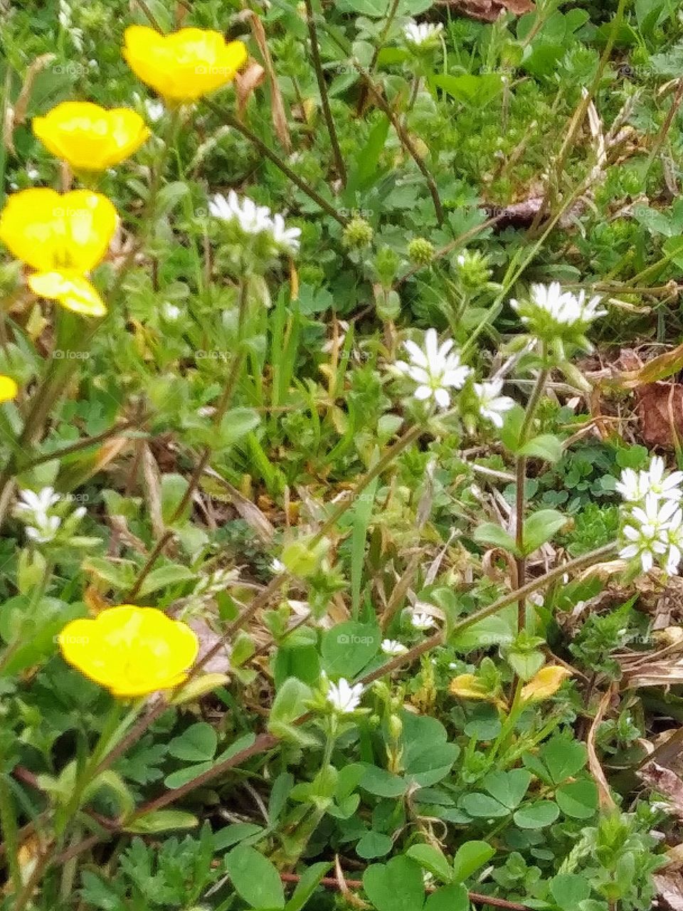 buttercups blooming in the grass