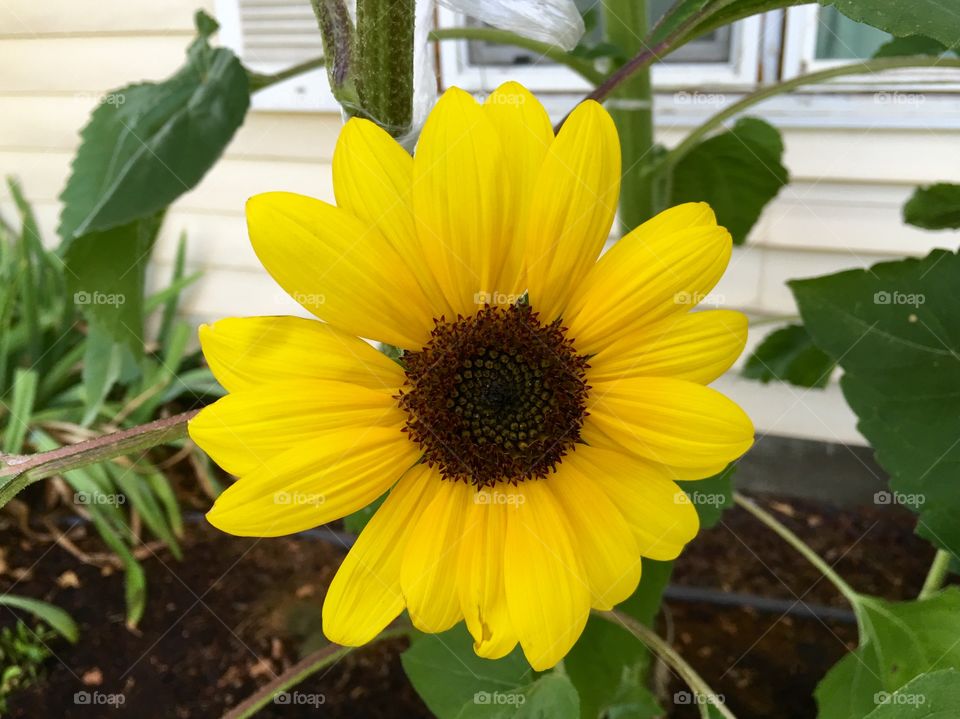 Yellow Sunflower