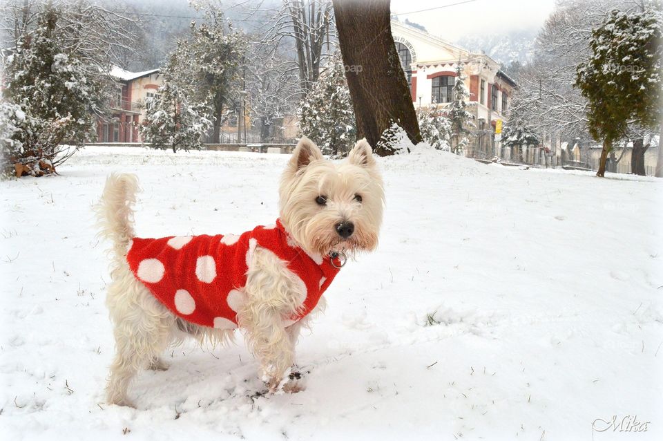 Chien Hiver Neige West Highland white terrier Animaux 
