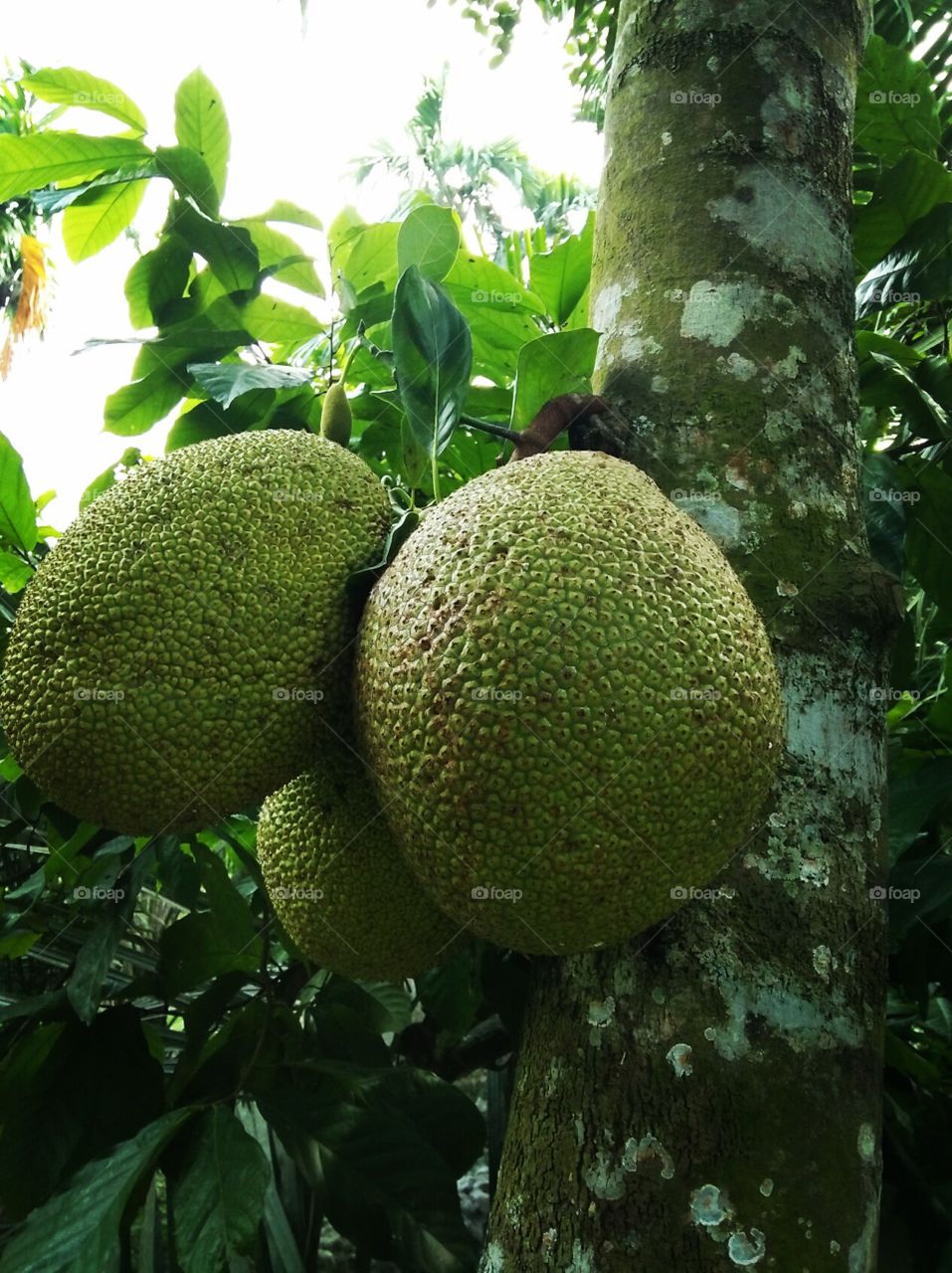 Jackfruit