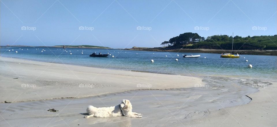 My dog ​​brings me a lot of joy in everyday life and comfort in difficult times. this walk with my dog ​​by the sea early in the morning with the sun was a real moment of happiness.