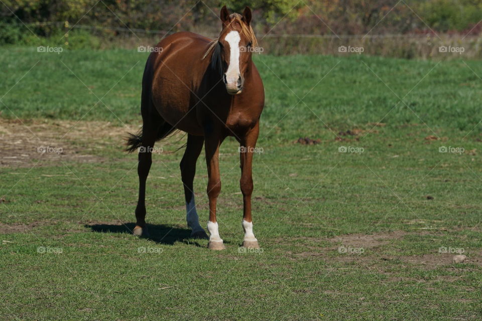 Portrait of brown horse